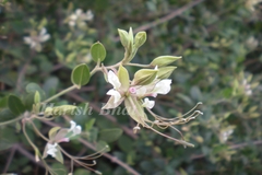 Cadaba fruticosa